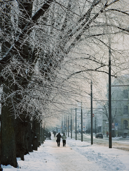 Scenic winter street in Riga, Latvia with snow and frosty trees lining the path.