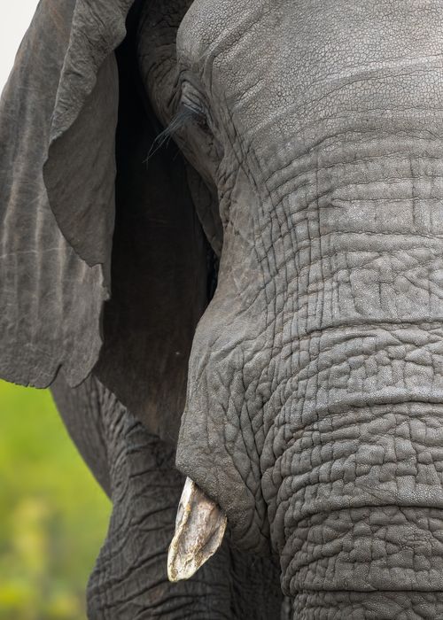Free Detailed close-up of an African elephant's face in South Africa's wilderness. Stock Photo
