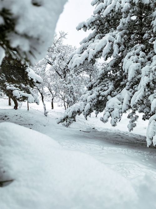 Free Serene winter landscape featuring snow-laden pine trees in a peaceful outdoor setting. Stock Photo
