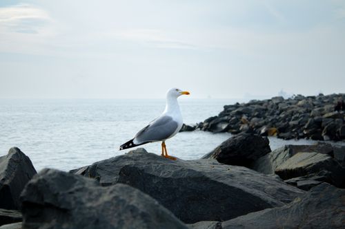 Free A seagull perched on rocks by the ocean, under a cloudy sky. Stock Photo