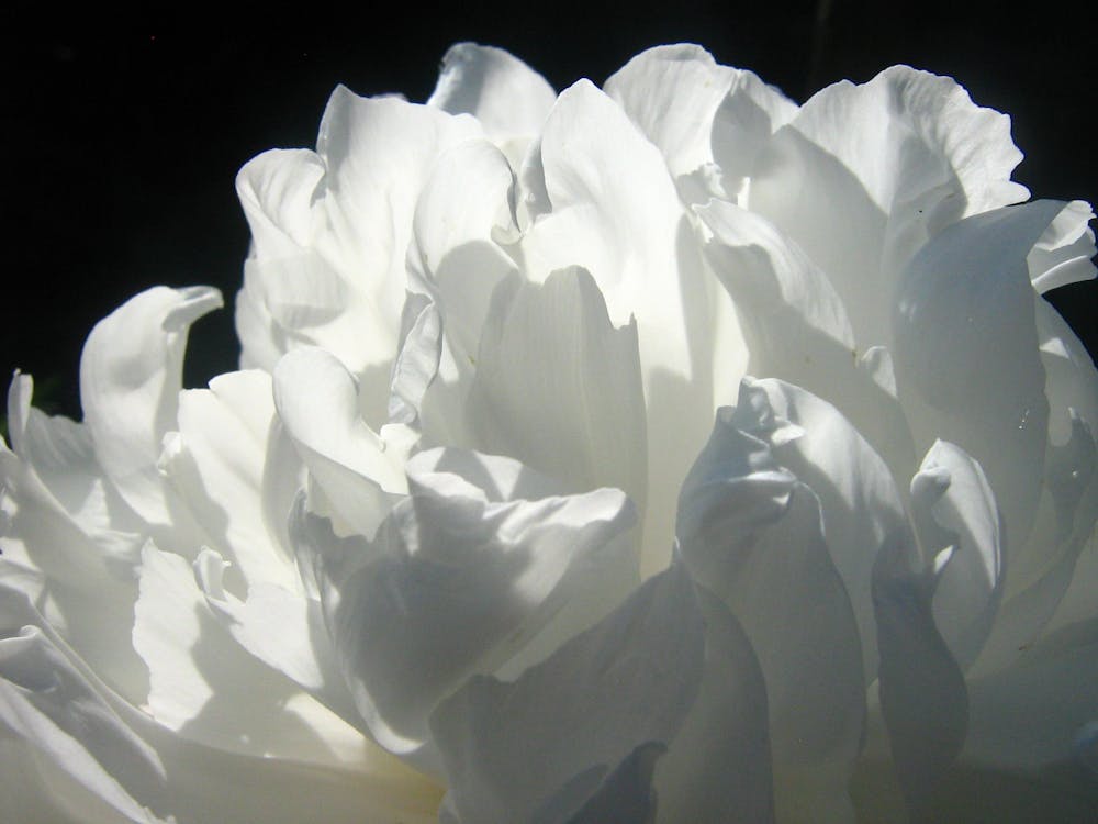 Gratis Bunga Kelopak Putih Foto Stok