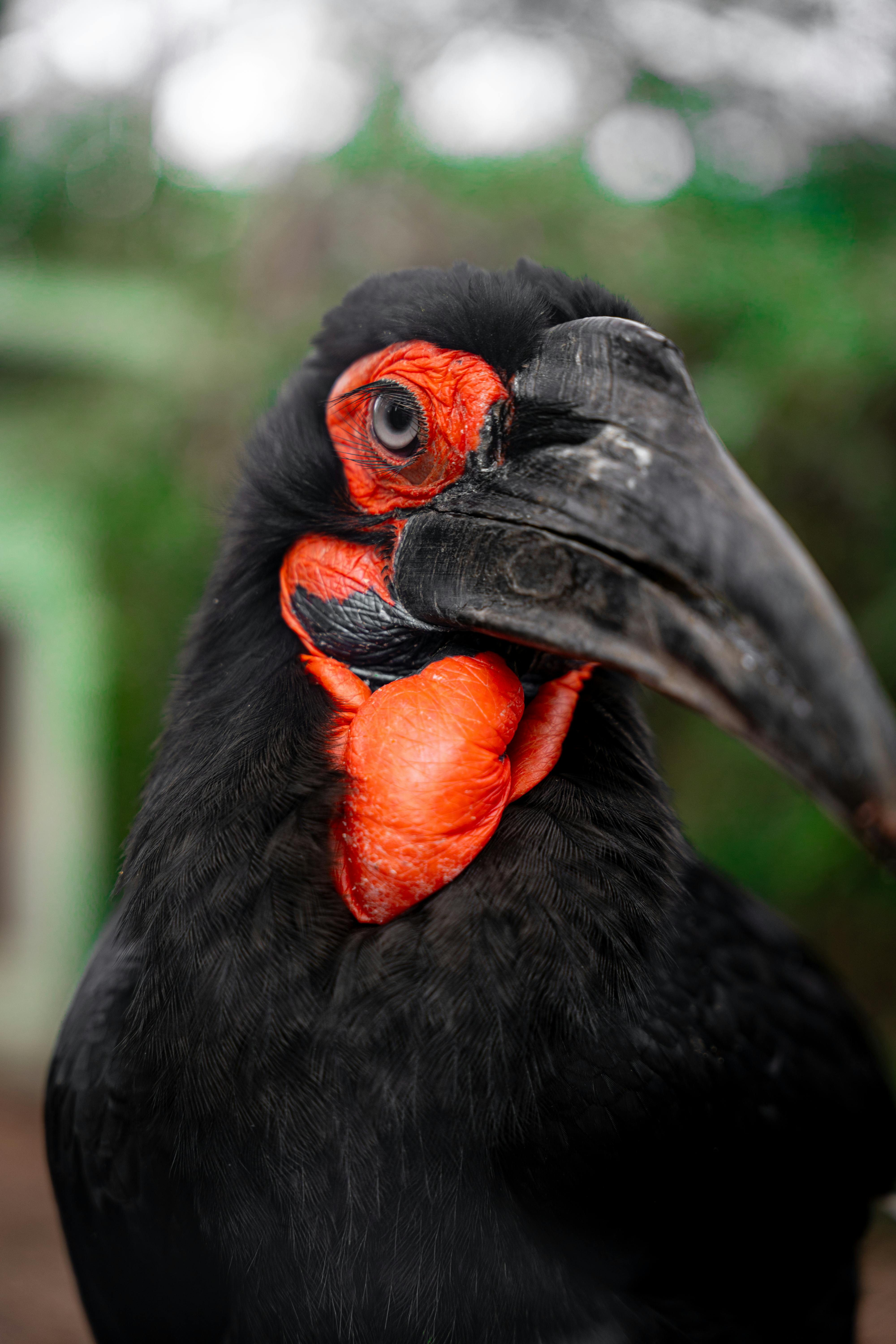 A detailed portrait of a Southern Ground Hornbill with striking red and black features.