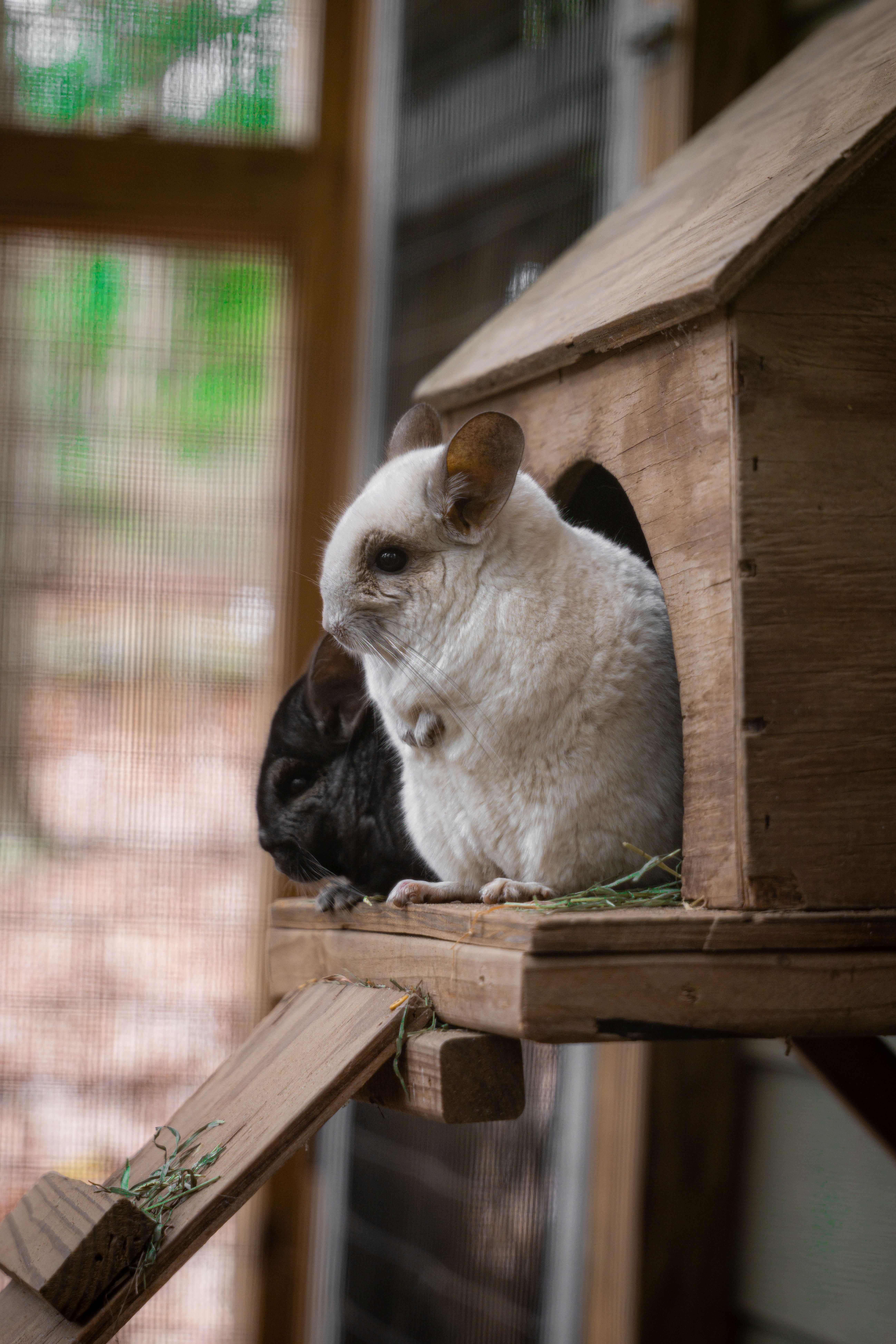 Chinchilla Food: Hay, Pellets, Treats and Canadian Label Guide