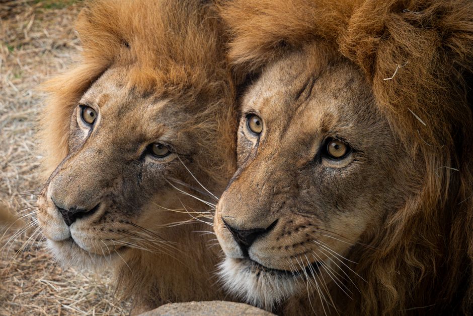 Captivating portrait of two African lions displaying their majestic mane and intense gaze.