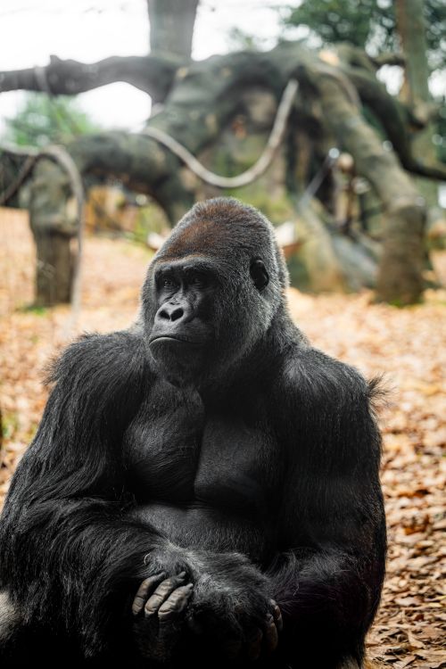 Free Close-up of a gorilla in a wooded habitat, showcasing strength and poise. Stock Photo