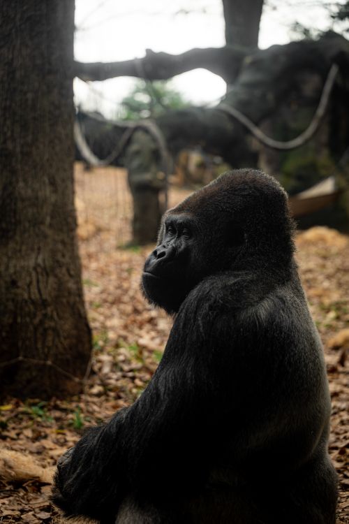 Free A majestic gorilla sitting thoughtfully in a forest-like habitat, surrounded by trees. Stock Photo