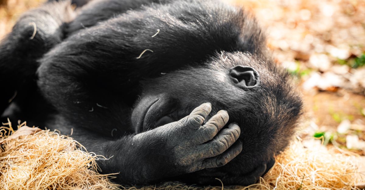 Understanding Animal Stress: Signs and Solutions