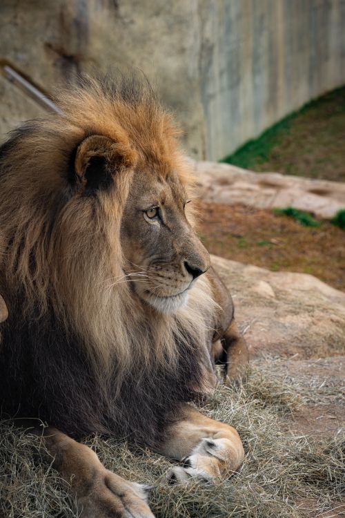 Free Close-up of a majestic lion resting in a zoo enclosure, highlighting its powerful mane. Stock Photo