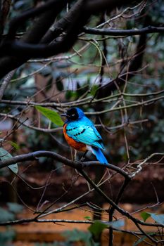 bird photo