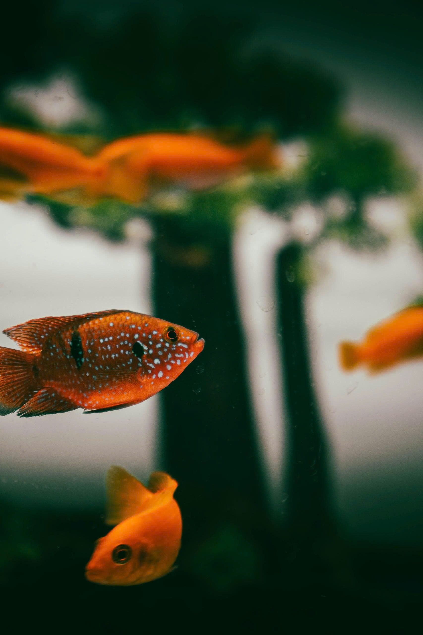 Colors of Aquarium: Vibrant Fish Display