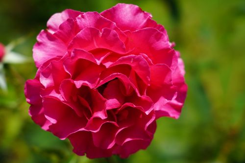 Free Close-up of a vibrant pink rose flower blooming against a lush green background. Stock Photo