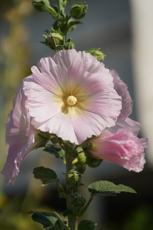 Free Beautiful close-up of a pink hollyhock in sunlight, showcasing delicate petals and lush foliage. Stock Photo