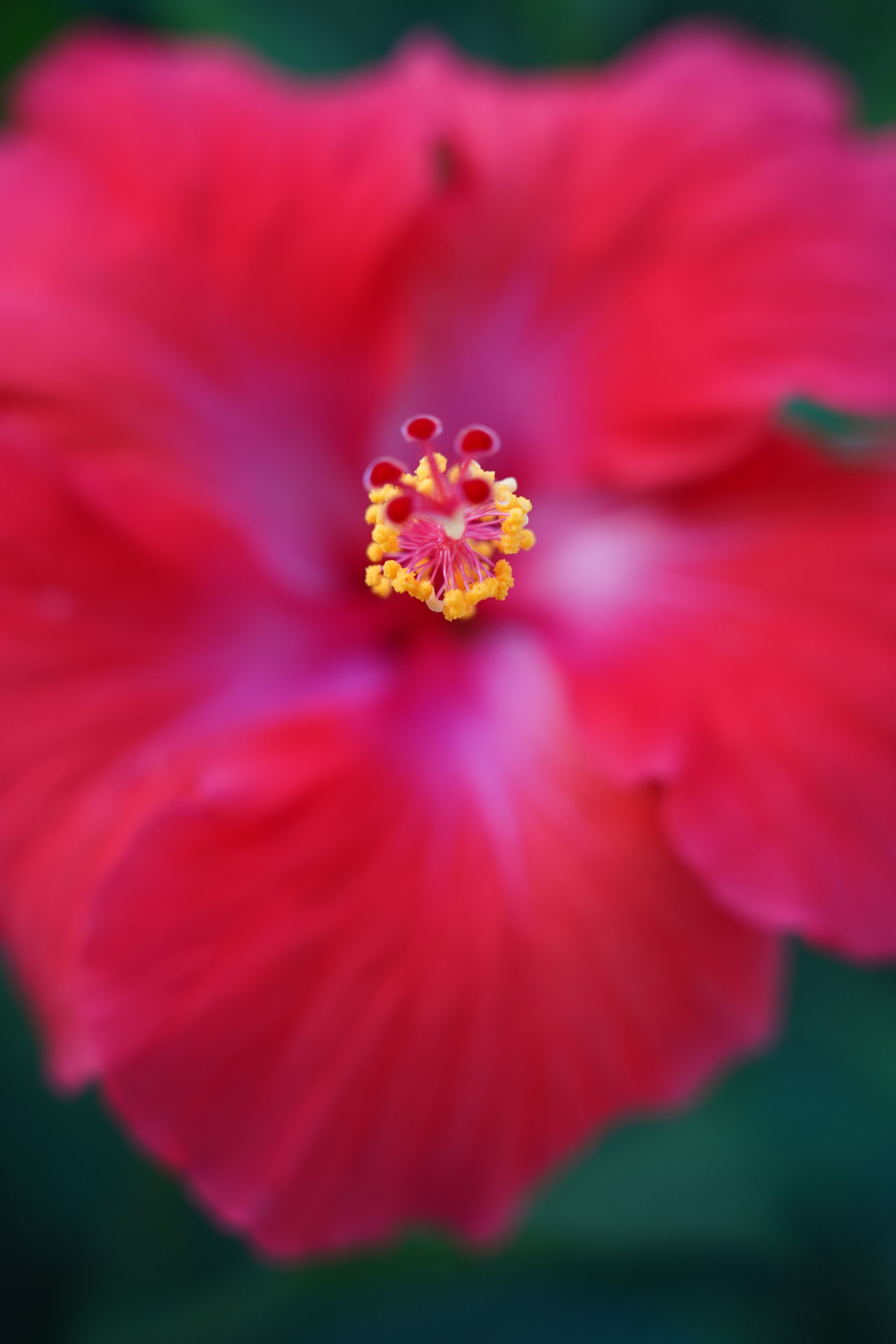 Red Hibiscus Selective Photography · Free Stock Photo
