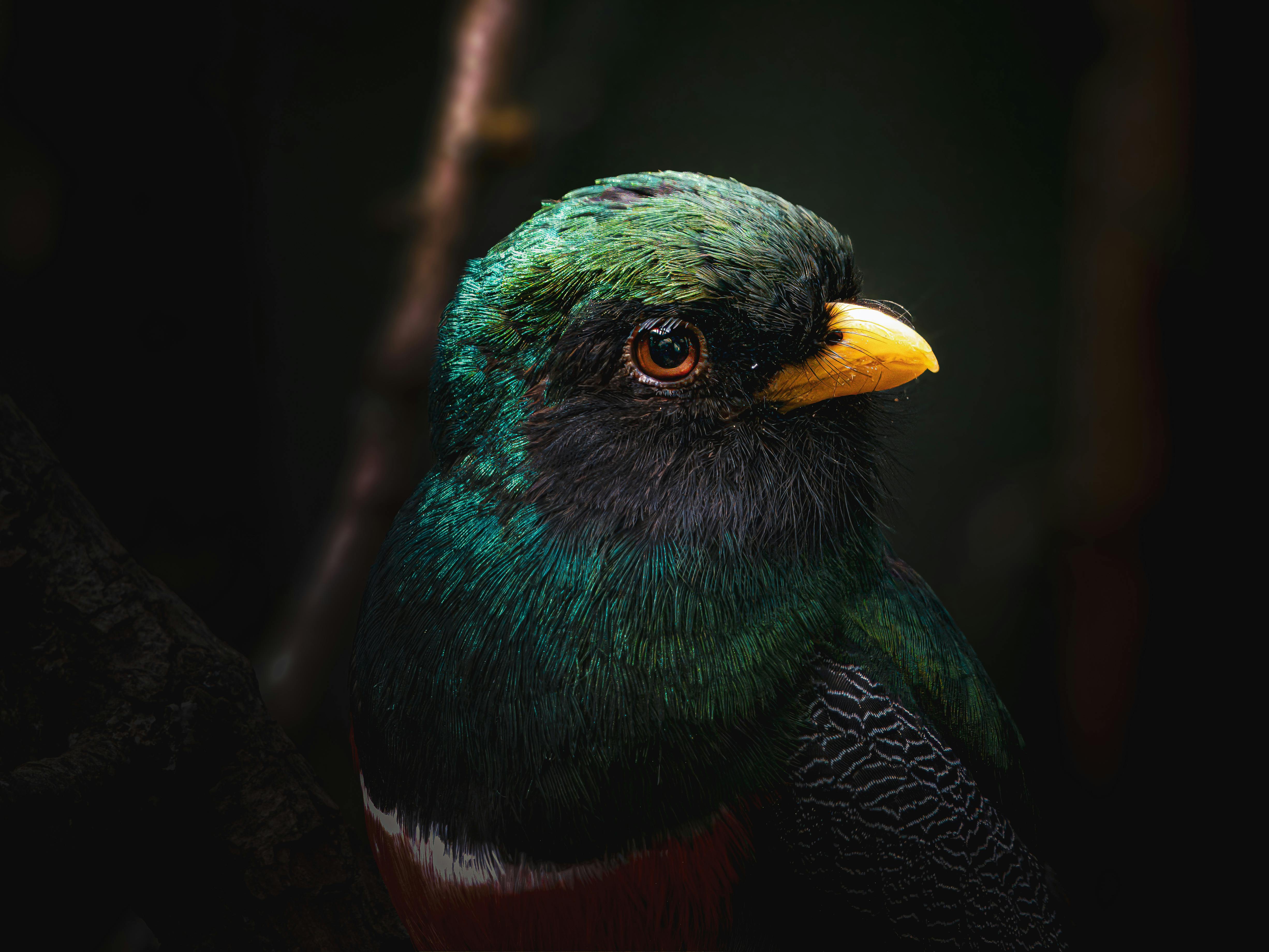 Quetzal Season — Monteverde Cloud Forest