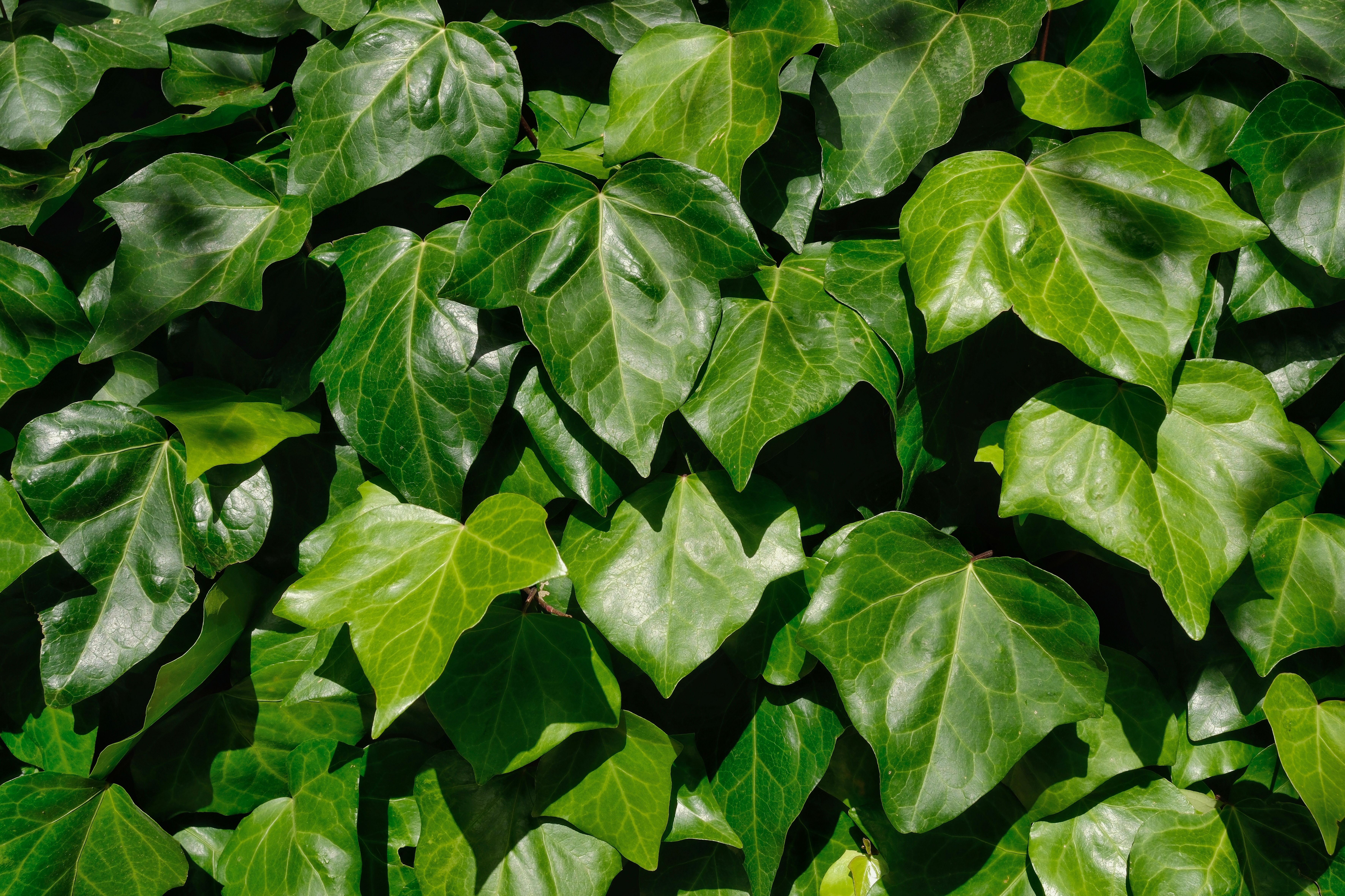 Detailed view of vibrant green ivy leaves capturing natural beauty and texture.