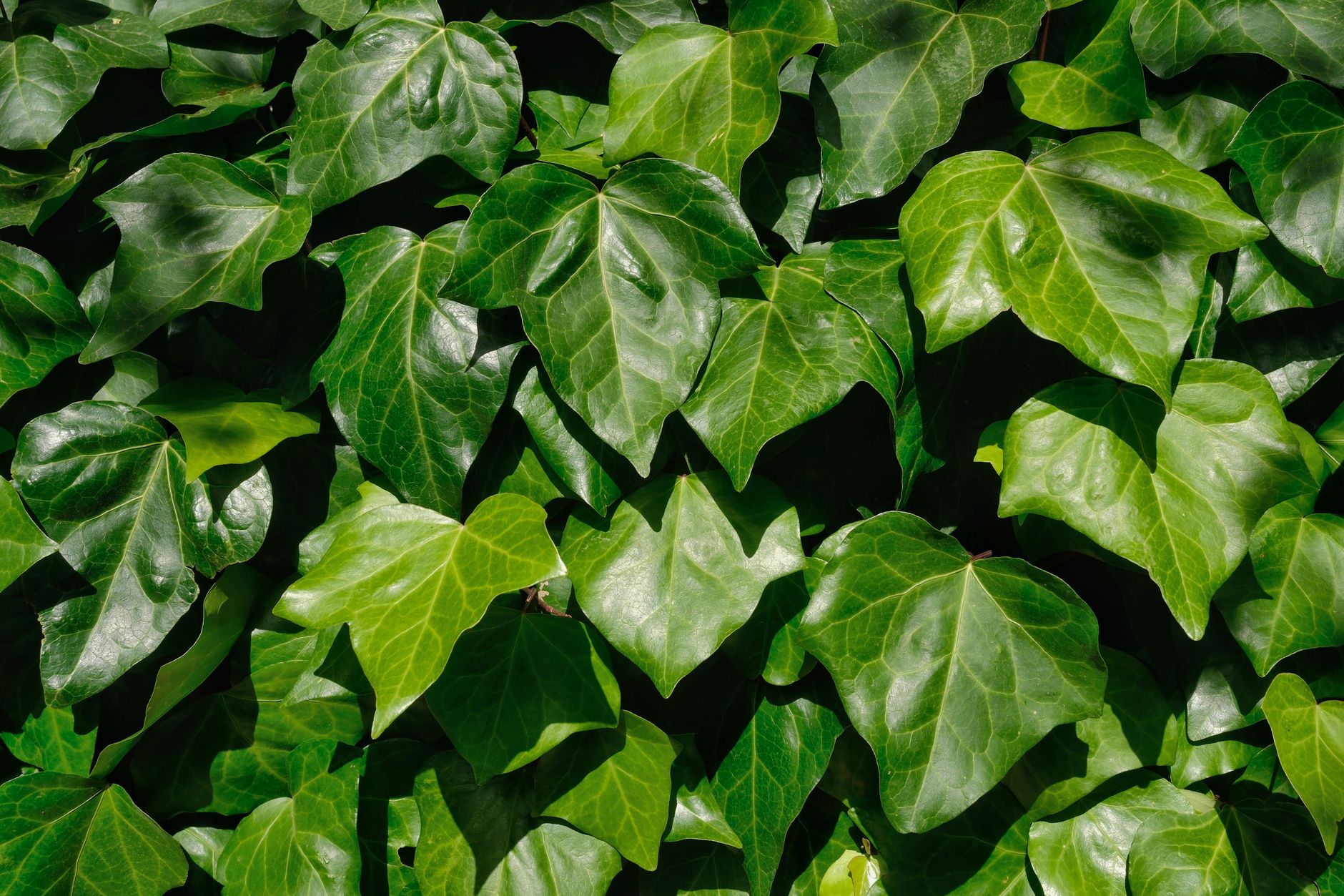 Detailed view of vibrant green ivy leaves capturing natural beauty and texture.
