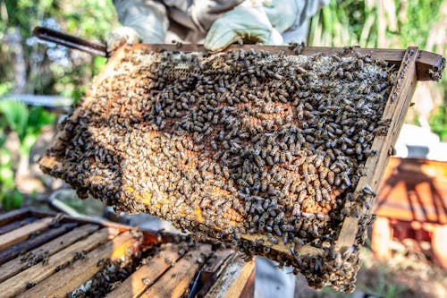 Kostenlos Bienenschwarm Stock-Foto