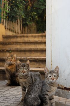cat photo