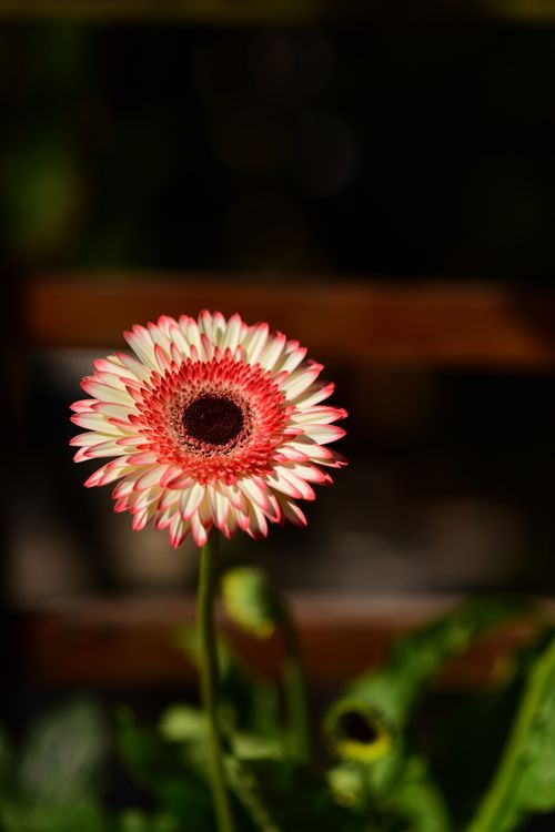 Free A beautifully captured close-up of a vibrant pink and white gerbera daisy in natural sunlight. Stock Photo