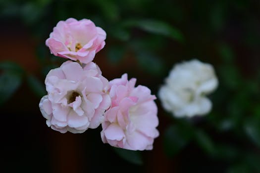 Close-up of delicate pink roses with a soft, blurred background, capturing natural beauty.