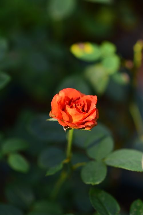 Free Close-up of an orange rose bloom amidst verdant green leaves, showcasing nature's vibrant beauty. Stock Photo