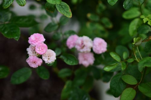 Free Delicate pink roses in bloom surrounded by lush green leaves, captured in natural light. Stock Photo