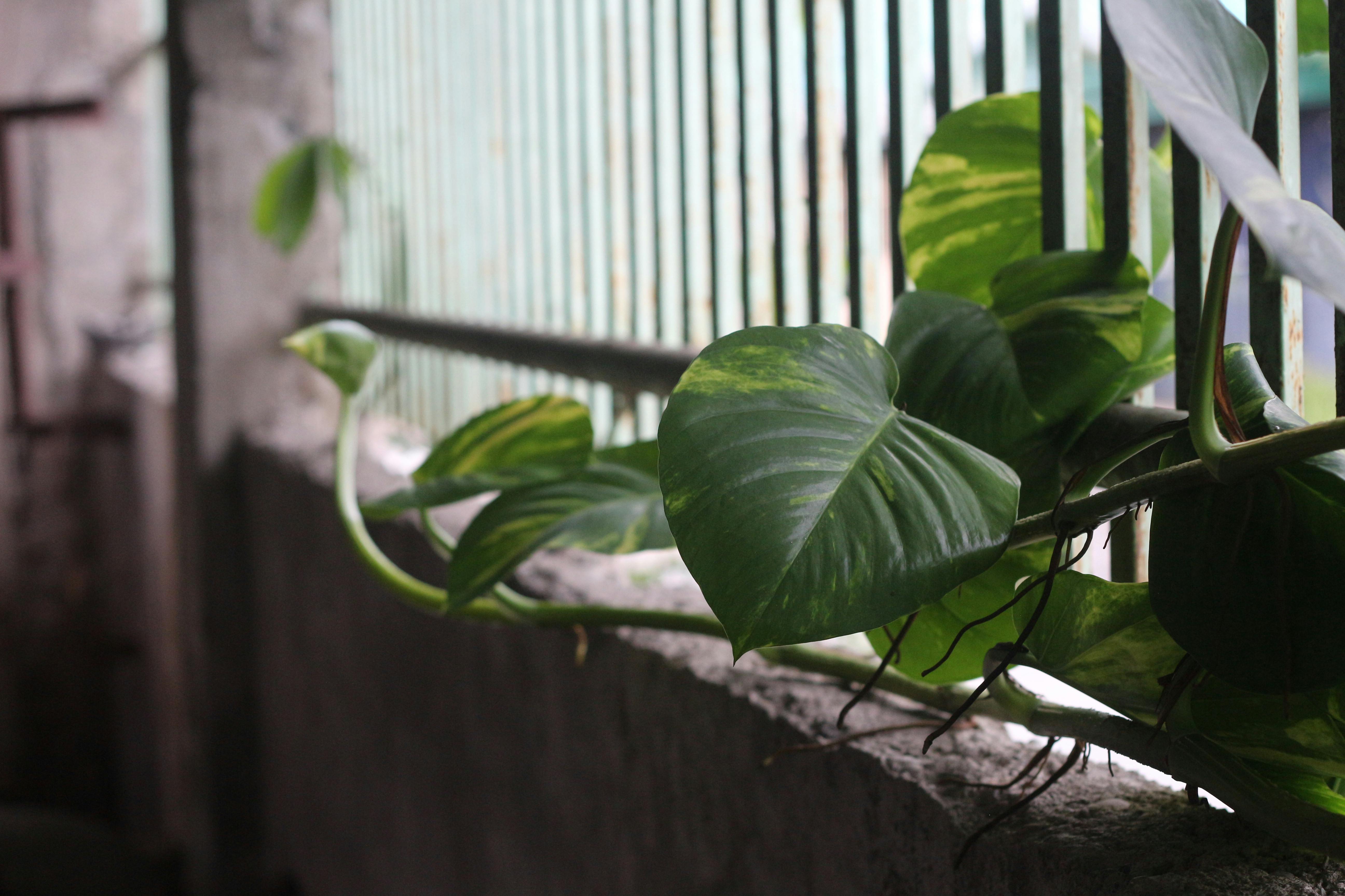 A Golden Pothos trailing beautifully from a wooden bookshelf - indoor plants for mental health