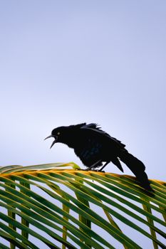 A black bird with vibrant plumage sits on a palm leaf against a clear blue sky.