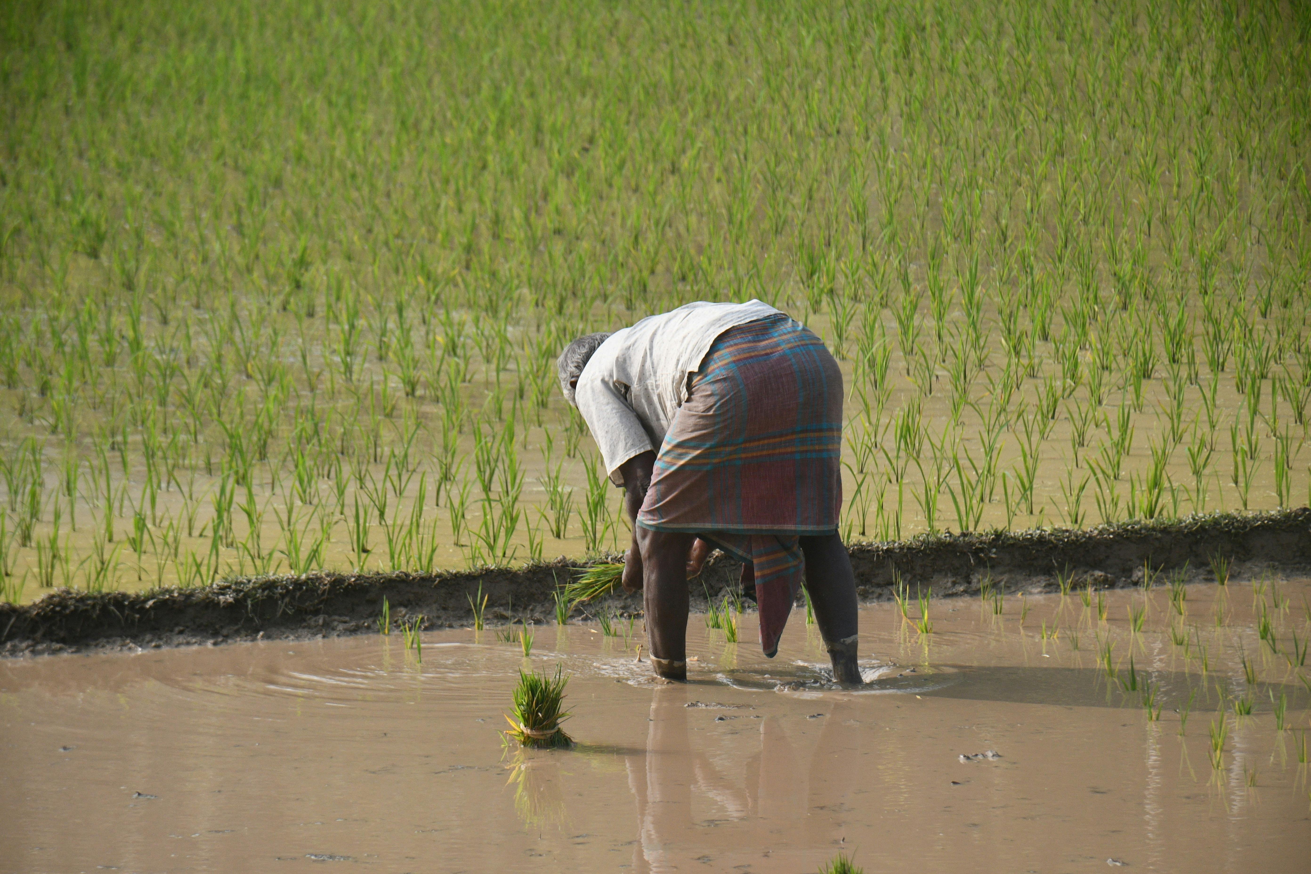 Impact on the Agricultural Sector