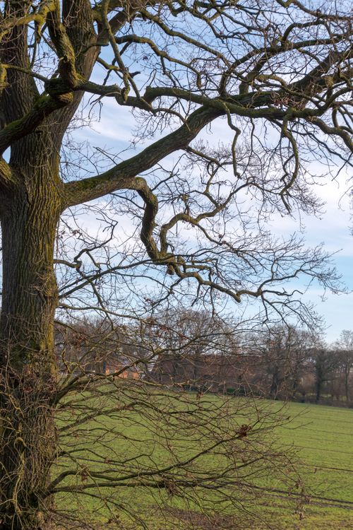 Free Captivating bare tree branches in Coesfeld, Germany, during winter. Stock Photo
