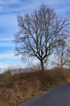 A solitary bare tree stands by a country road in Coesfeld, perfect for seasonal and nature themes.