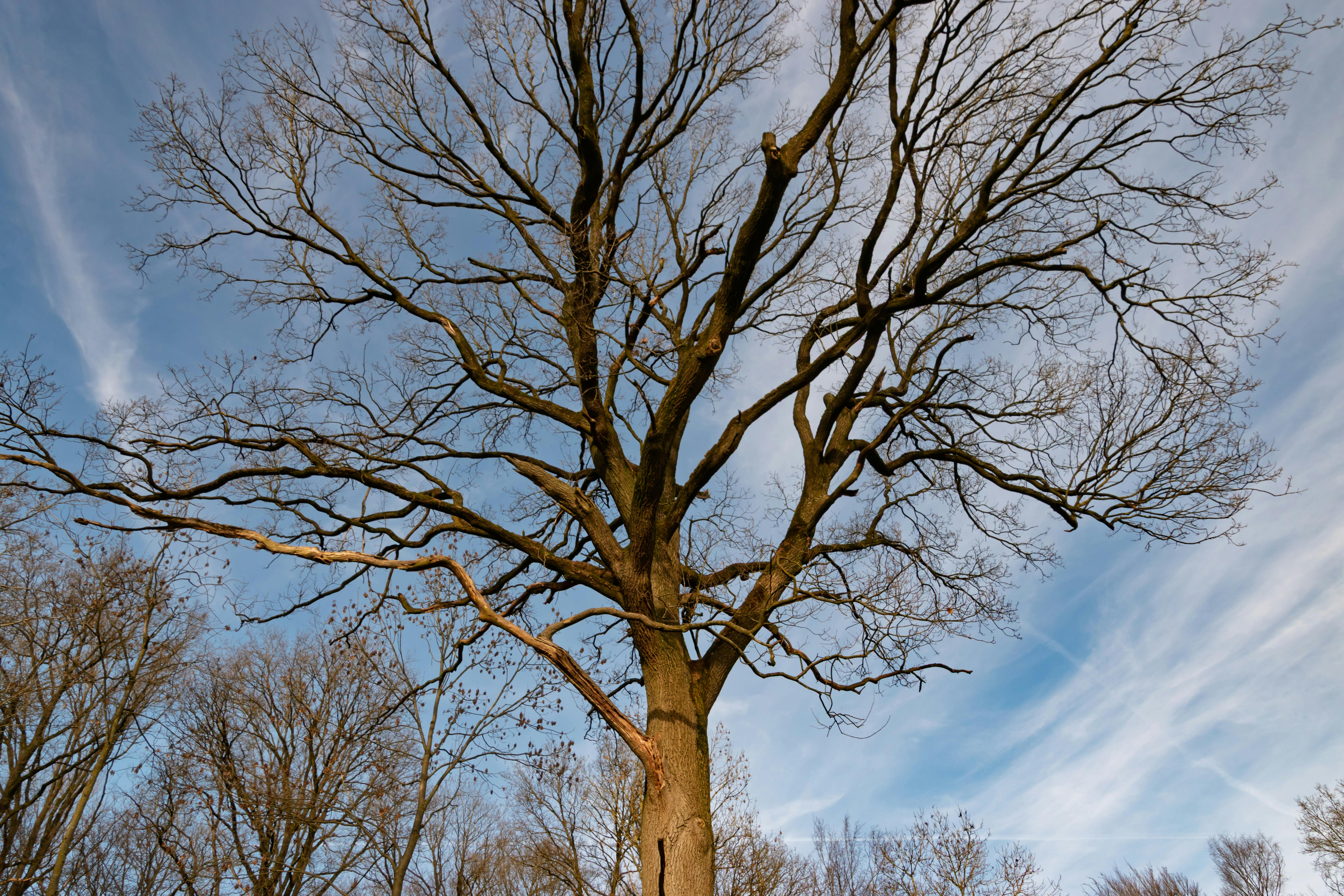 Un chêne majestueux aux branches dénudées se détachant sur un ciel d'hiver éclatant.