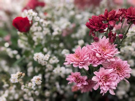 Close-up of colorful chrysanthemums with vivid pink and red hues, perfect for floral design inspiration.