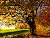 漫步在秋天田园诗般的森林小径，色彩缤纷的树叶和明亮的阳光让您尽享自然之美