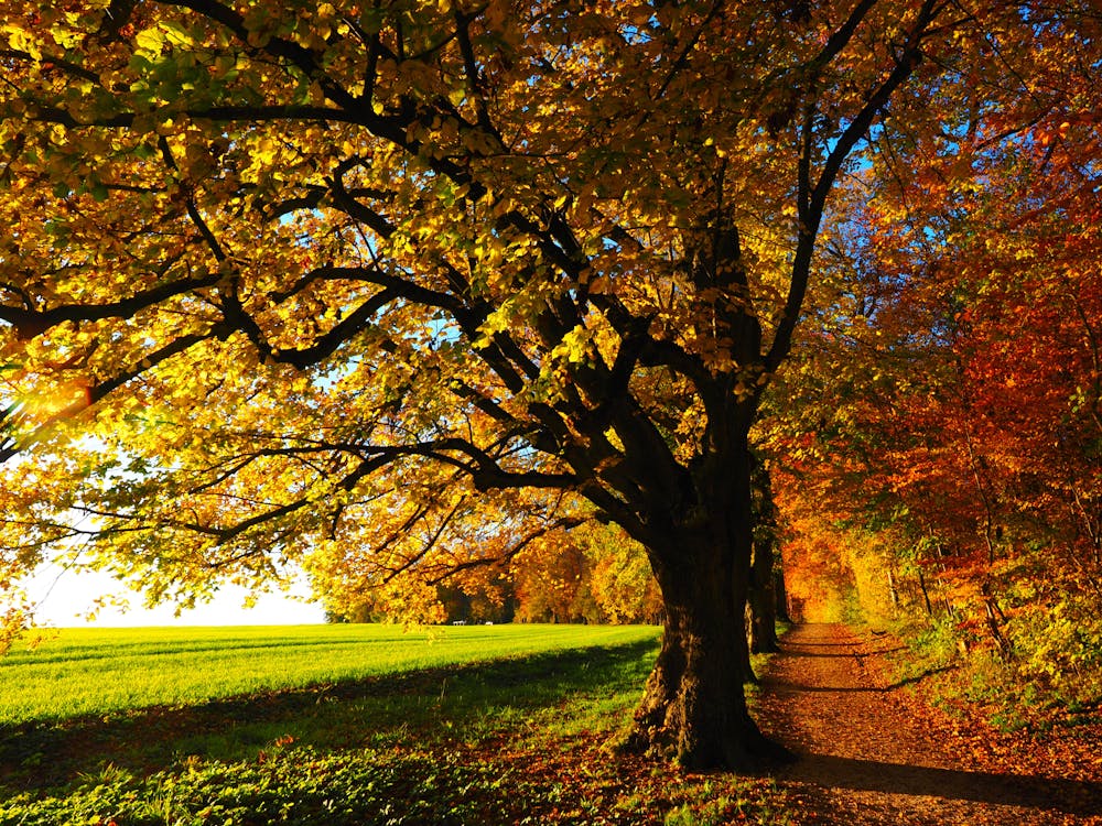 Landschapsfotografie Van Bomen