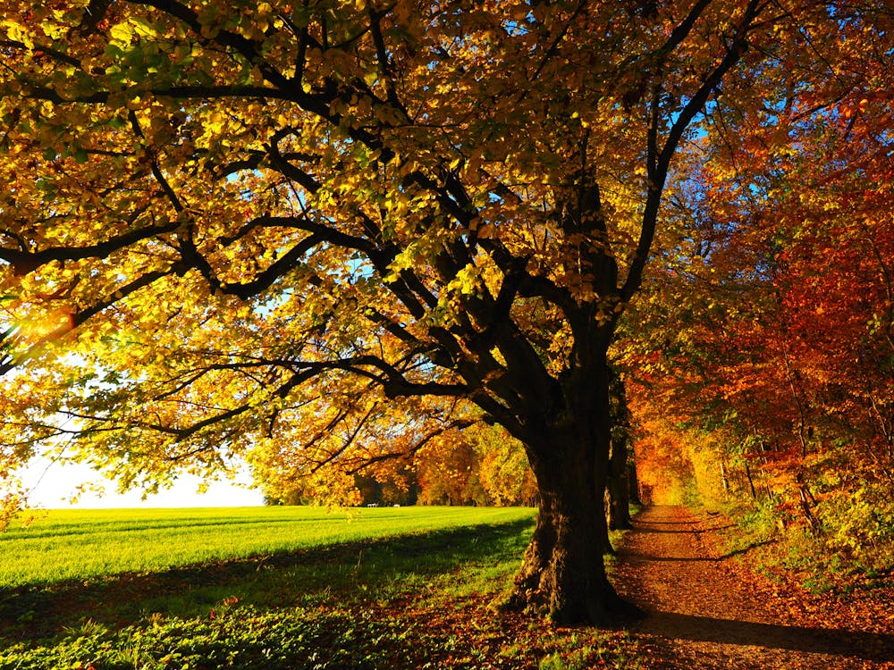 Ücretsiz Ağaçların Manzara Fotoğrafçılığı Stok Fotoğraflar