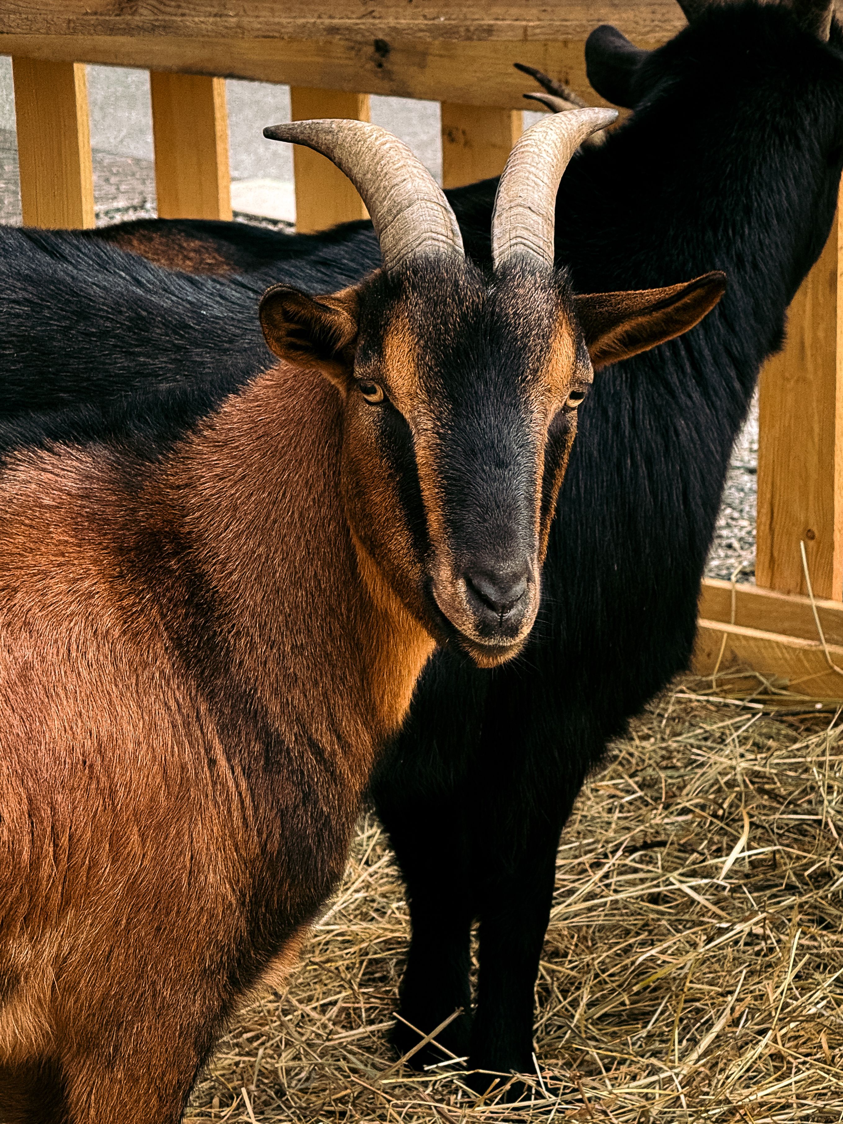 Beautiful Goat in Saint-Rémy-de-Provence Farm · Free Stock Photo