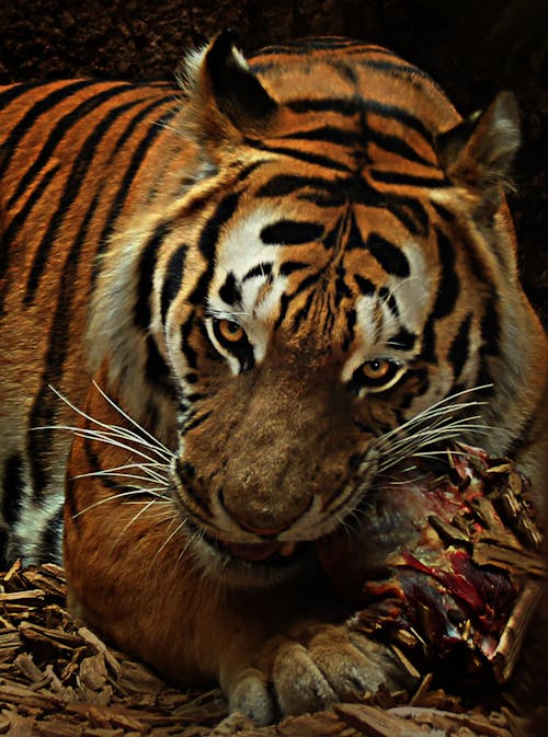 бесплатная коричнево черный тигр Стоковое фото