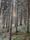peaceful forest
