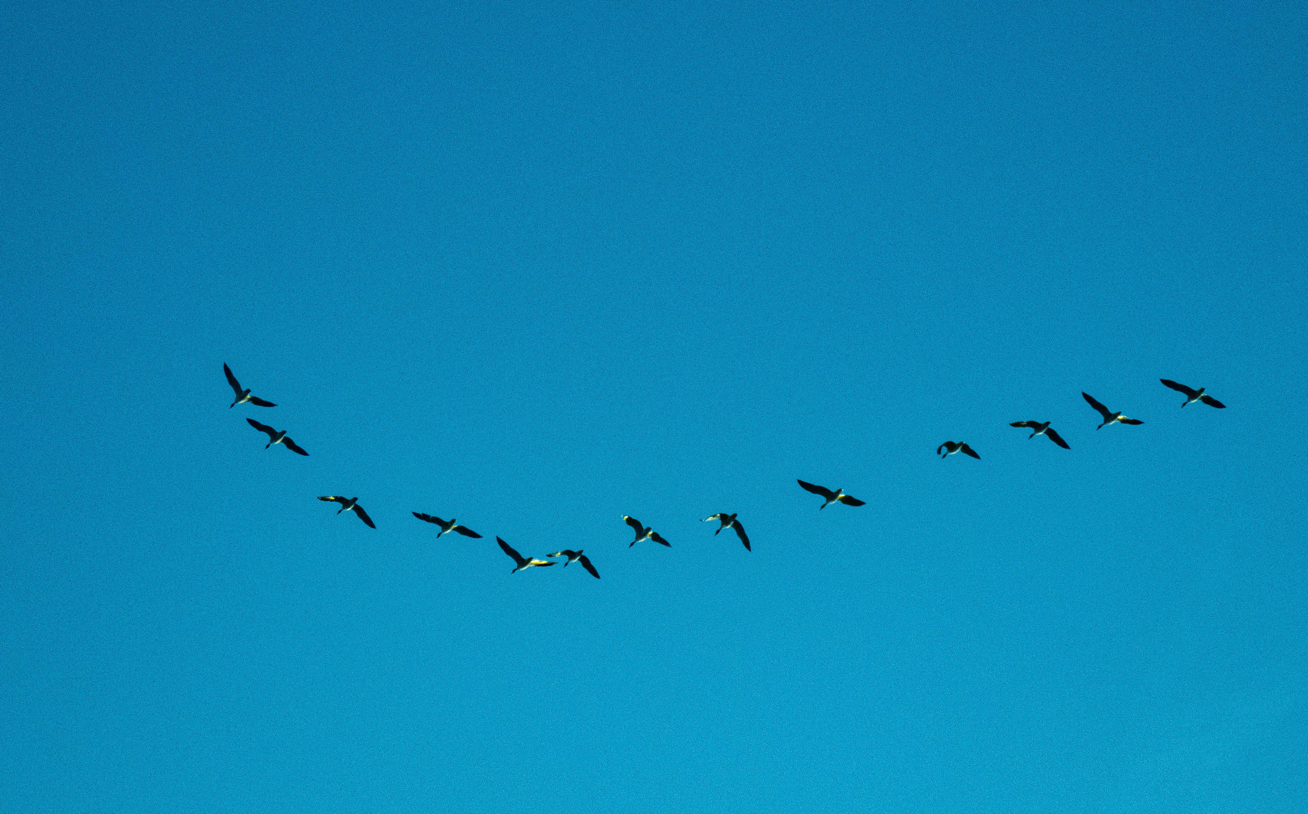 Dongting Lake Yueyang Tower — Migratory Bird Season