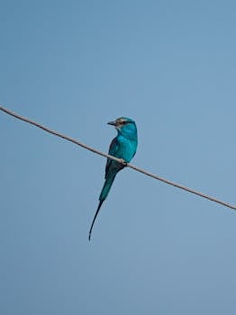A vibrant blue bird sits gracefully on a wire against a clear sky in Jos, Nigeria.