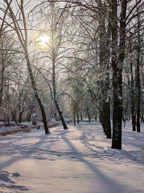 Free Serene snow-covered forest with sunlight streaming through bare winter trees. Stock Photo