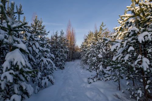 Free Discover a tranquil winter forest path lined with snow-covered trees. Stock Photo