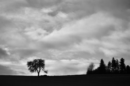 Free Black and white landscape featuring a lone tree and dramatic clouds. Stock Photo