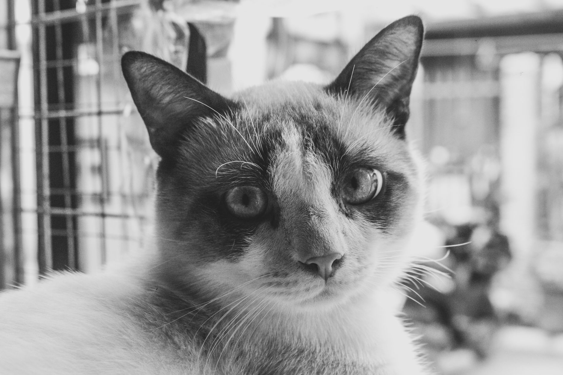 Portrait of a cat at a veterinary clinic