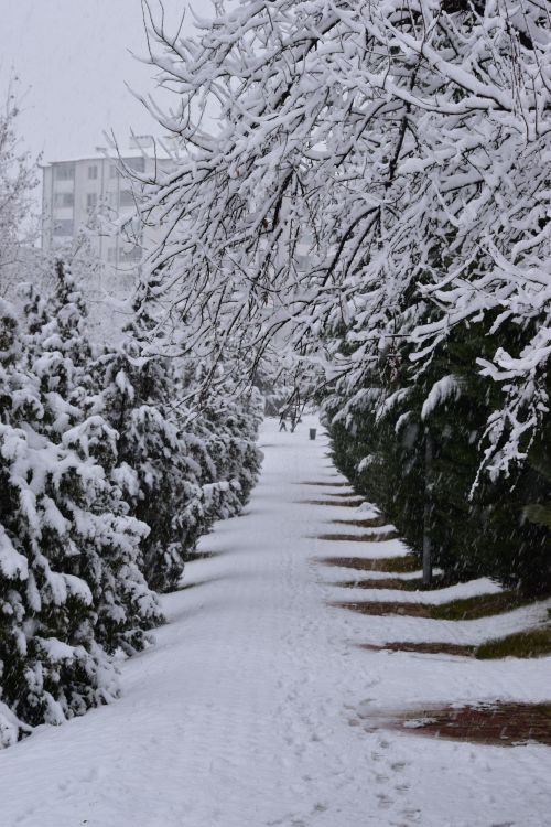 Free A serene snowy pathway lined with trees in winter, Elazığ, Türkiye. Stock Photo
