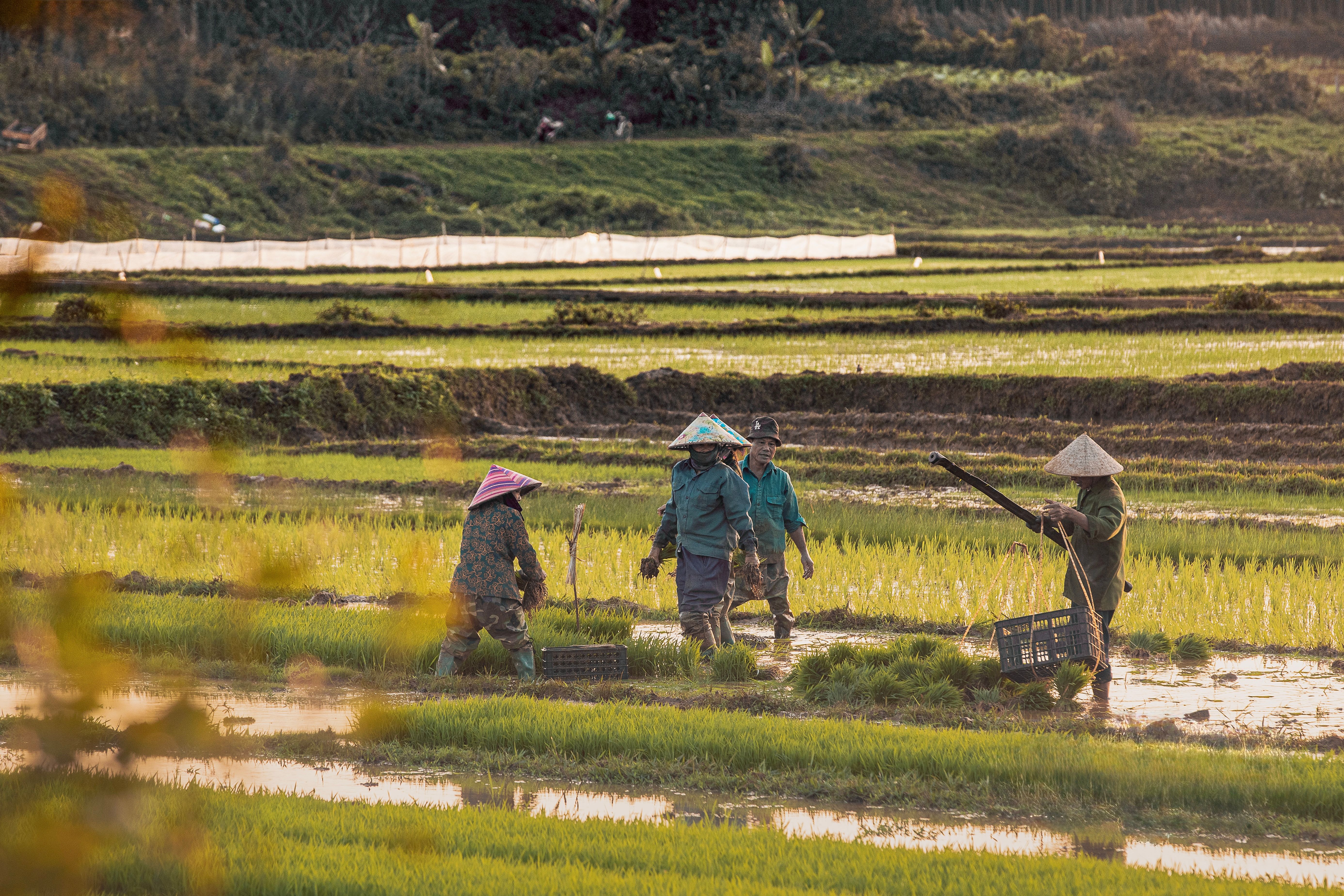 Asian Farmers Working in Lush Green Rice Fields · Free Stock Photo