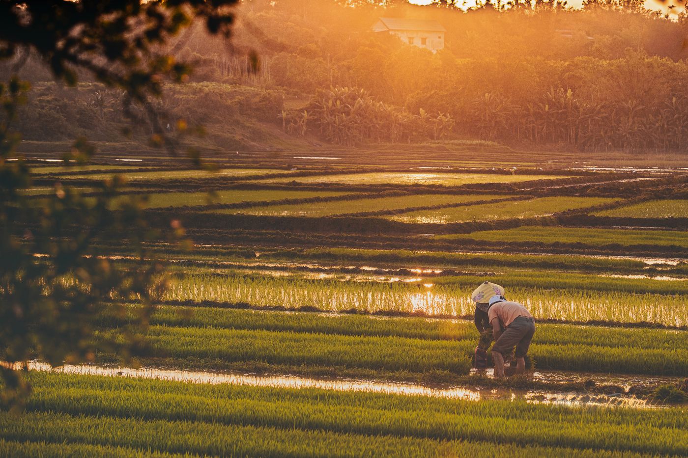 หอยเชอรี่ในนาข้าว: ป้องกันตั้งแต่เตรียมนาอย่างไร