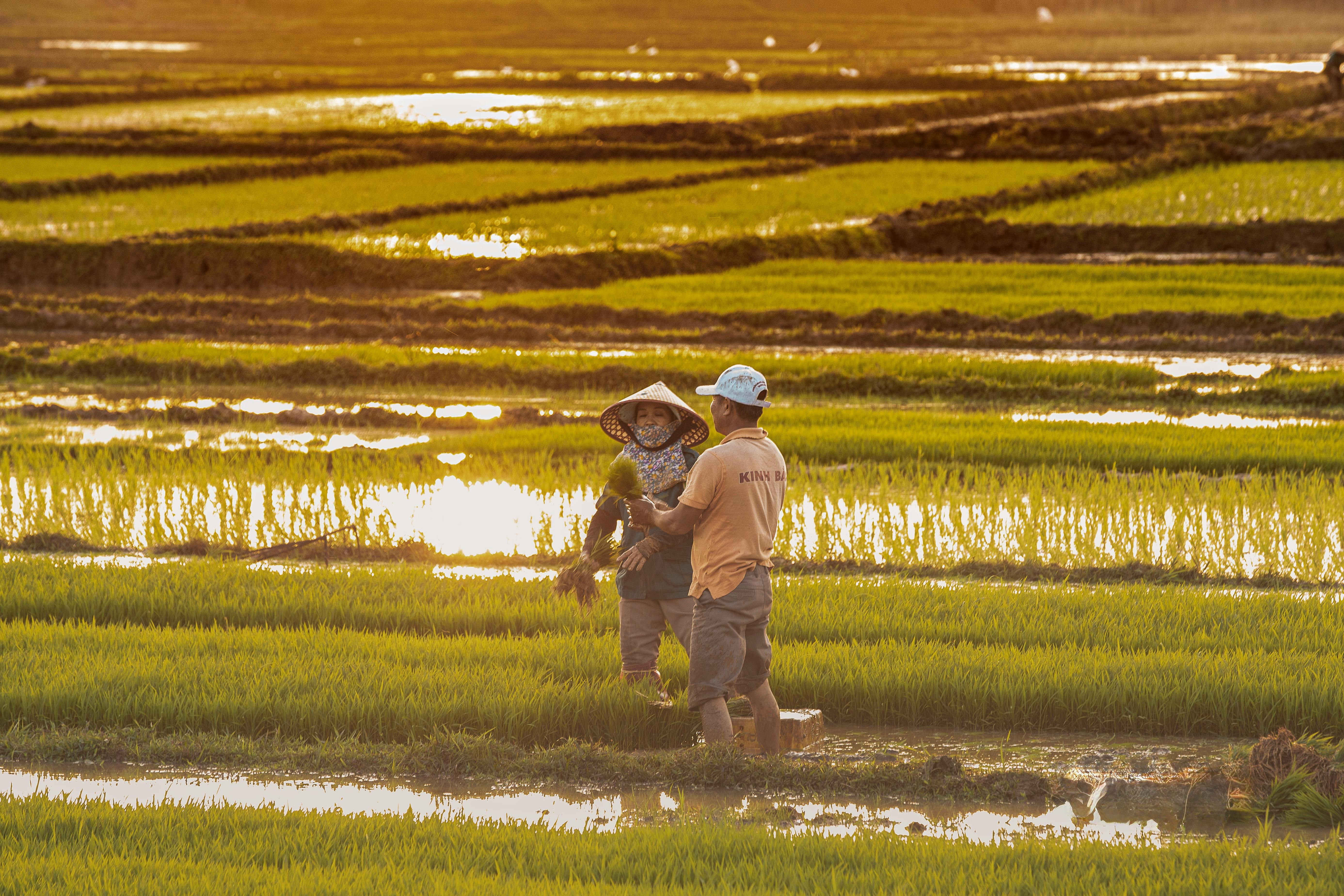 Year-end financial planning for farmers — Photo by Tuấn Vũ on Pexels