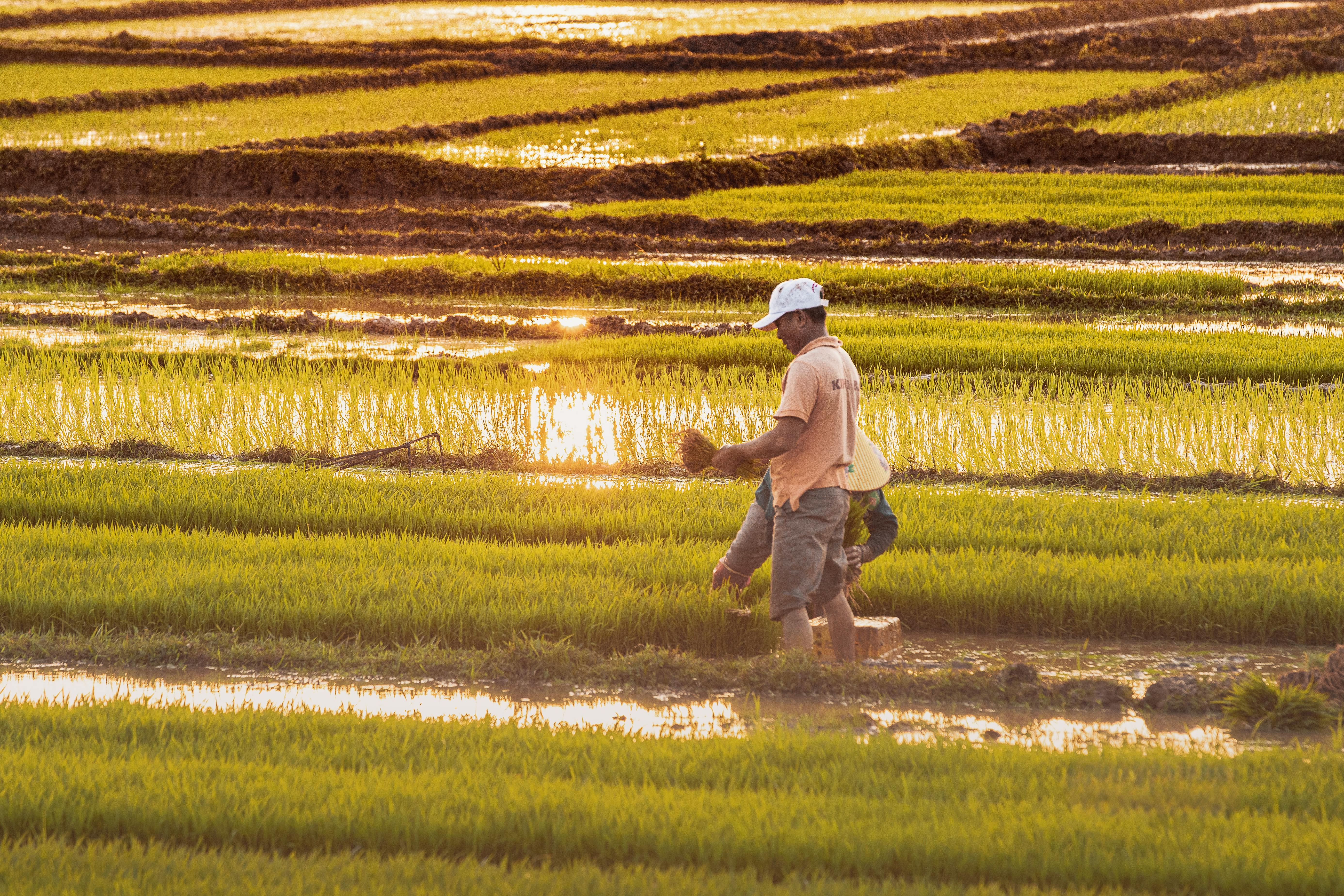 Year-end financial planning for farmers — Photo by Tuấn Vũ on Pexels